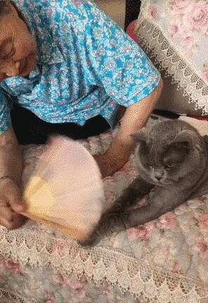 奶奶拿扇子给蓝猫扇风，猫还一脸的不乐意