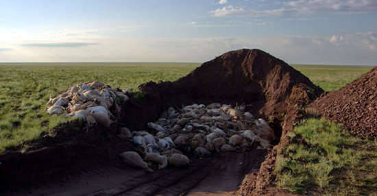 十四万只的赛加羚羊无预警死亡