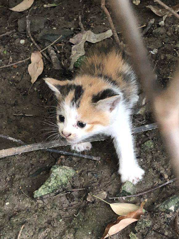 下班路上遇到一只流浪的三花猫，犹豫收养时，猫咪的反应让人心疼