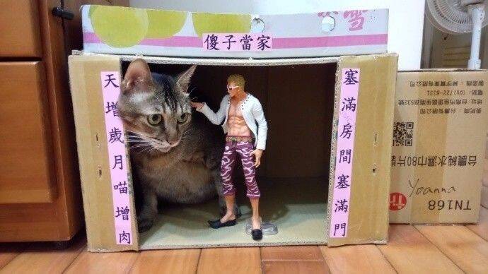铲屎官给猫屋贴了个对联，没想到喵主子这表情……