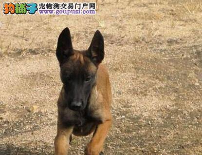 养狗指南 如何让马犬适应新环境