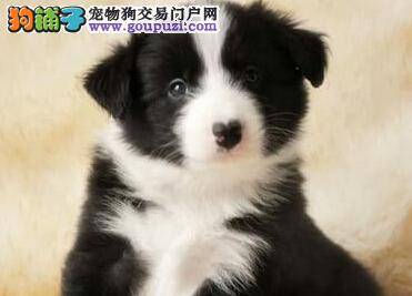 边境牧羊犬的耳朵和尾巴都大量掉毛是什么情况