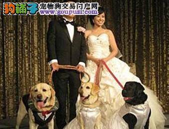 宠物狗婚礼上做伴郎伴娘，抢了主人的风头