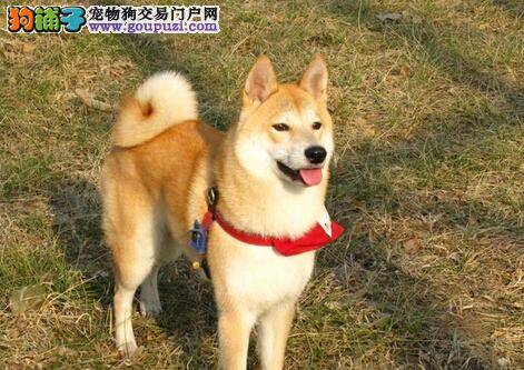 养宠必知 怎样给柴犬补钙是最科学的