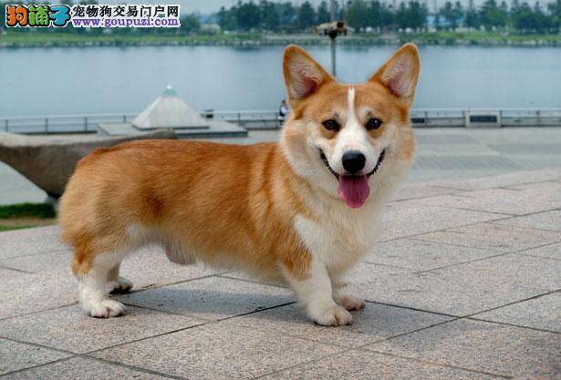 【柯基犬价格】纯种柯基犬多少钱一只（全国报价）