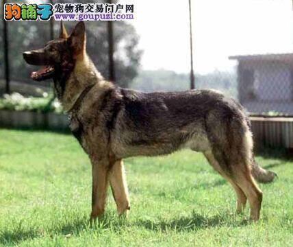 食物禁忌小贴士 昆明犬不可以吃的食物集锦