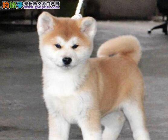 健康500问 导致秋田犬出现脱毛现象的两大原因