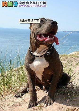 探讨 比特犬为什么喜欢刨土