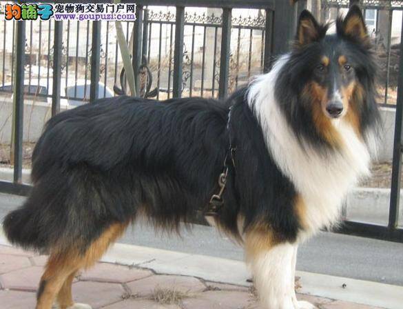 苏格兰牧羊犬皮肤红严重掉毛用什么药治疗