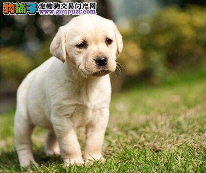 疾病从口入 拉布拉多犬的口腔问题不容忽视