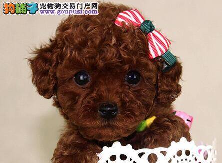 贵宾犬吃饭后突然吐了这是什么引起的