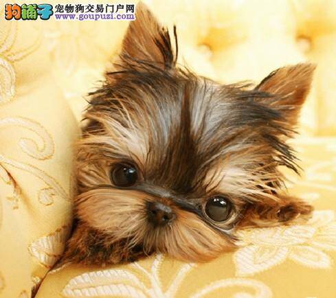 约克夏有点着凉感冒了怎么办