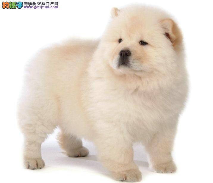 防止松狮犬长双排牙的注意事项