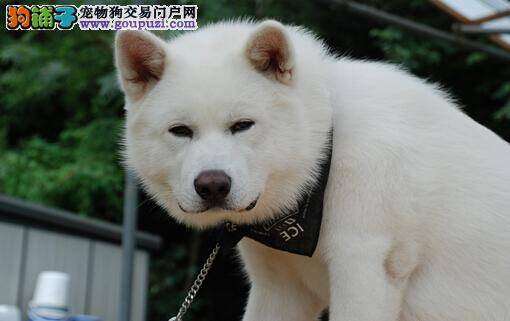 熟悉狗狗五官作用 介绍秋田犬鼻子的重要性