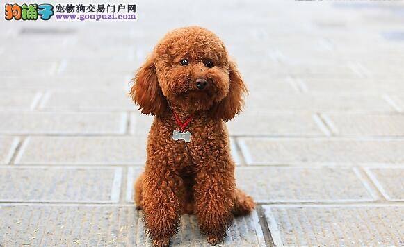 详细区分比熊犬与贵宾犬的不同之处