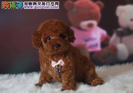 怎样使泰迪犬的饲养工作变得更加的简单