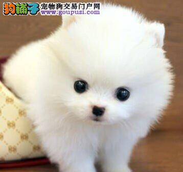 购买博美幼犬要关注狗狗的哪些特点