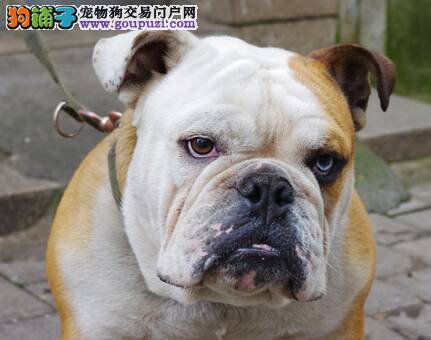 可爱的斗牛犬是人类最好的朋友