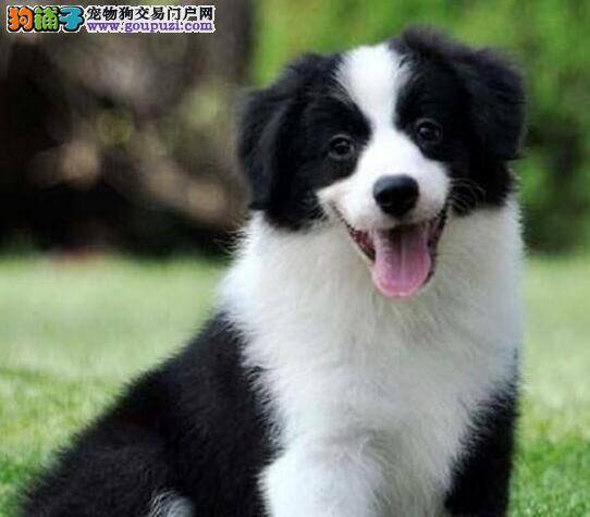 两个月的边境牧羊犬应该先驱虫还是先疫苗