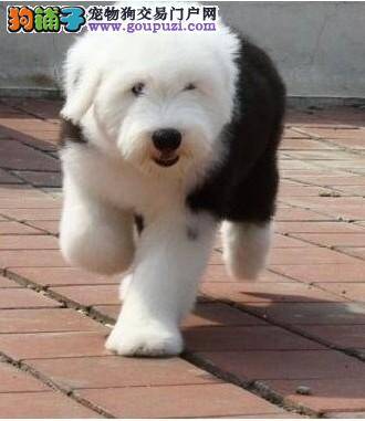 古代牧羊犬耳朵很脏，有异味怎么办