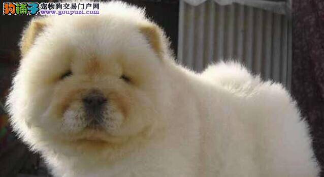 自从家里养了三只松狮犬，整日都过着争宠的日子