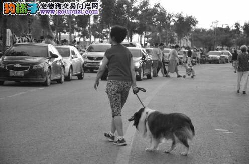 给狗狗办理犬证很重要 遛狗不再偷偷摸摸