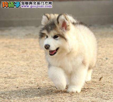 阿拉斯加犬患有疥螨、耳螨用什么药治疗
