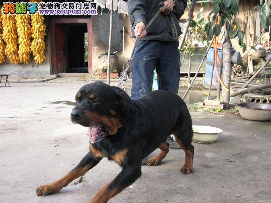 你看到你家罗威拿犬这些状态时它可能就生病了