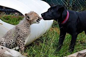 猎豹与狗成好友 好朋友玩耍嬉戏让游客诧异