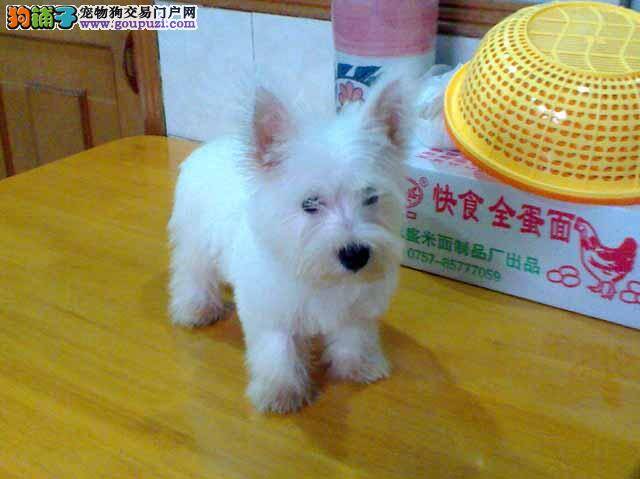 自己在家怎么给西高地挤肛门腺