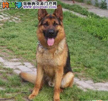 磨刀不误砍柴工 给德国牧羊犬美容要准备哪些工具