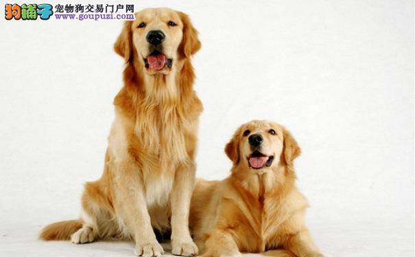 训练金毛犬作揖的方法