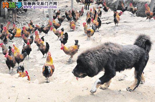 两岁黑狗帮主人巡逻鸡舍、领鸡吃食