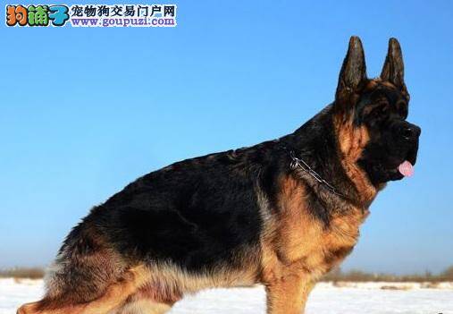 机警勇敢的德国牧羊犬