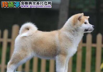 秋田犬的选购要明确它的13个特点