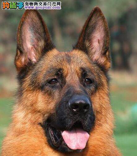 年幼的德国牧羊犬总是随地大小便如何是好