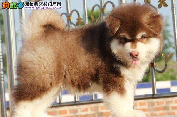 四个月的阿拉斯加犬兴奋就尿尿没事吧