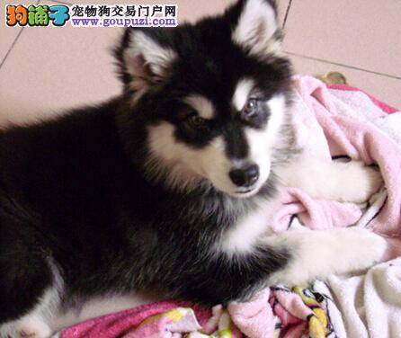 训练阿拉斯加犬有哪些巧妙的小方法