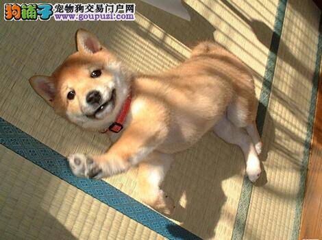 配制狗粮有良方 哪种狗粮最适合柴犬食用