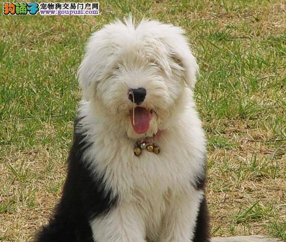 古代牧羊犬剃毛时不小心受伤了，用什么药伤口愈合的快