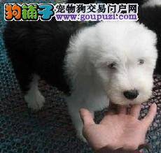 古代牧羊犬最近总拉血如何是好