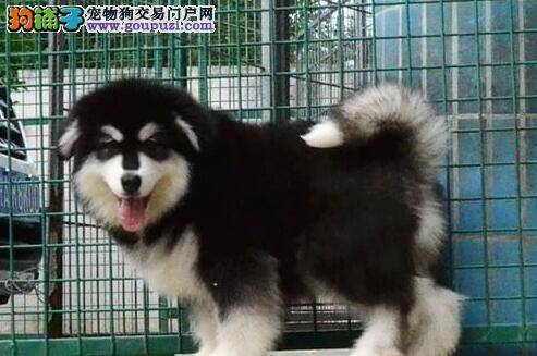 如何避免买到不健康的阿拉斯加犬