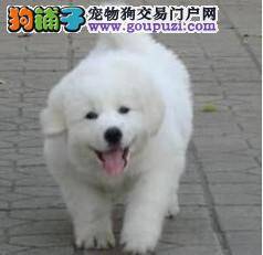 谈大白熊犬色变的幕后原因有哪些