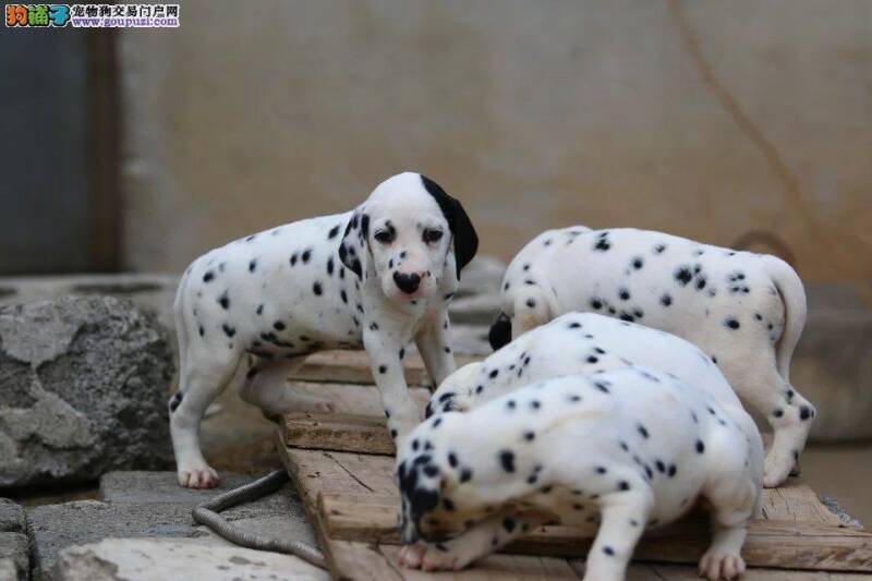 斑点狗患上犬瘟应如何治疗