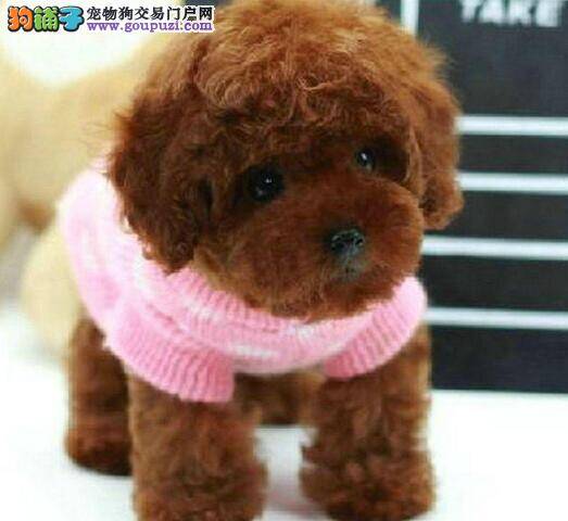 怎样判断你所喜欢的贵宾犬是否纯种