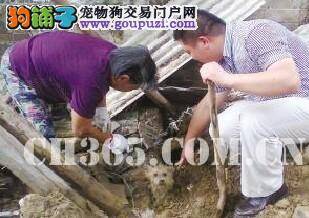 狗狗被埋废墟中两天  仍然坚强地活了下来