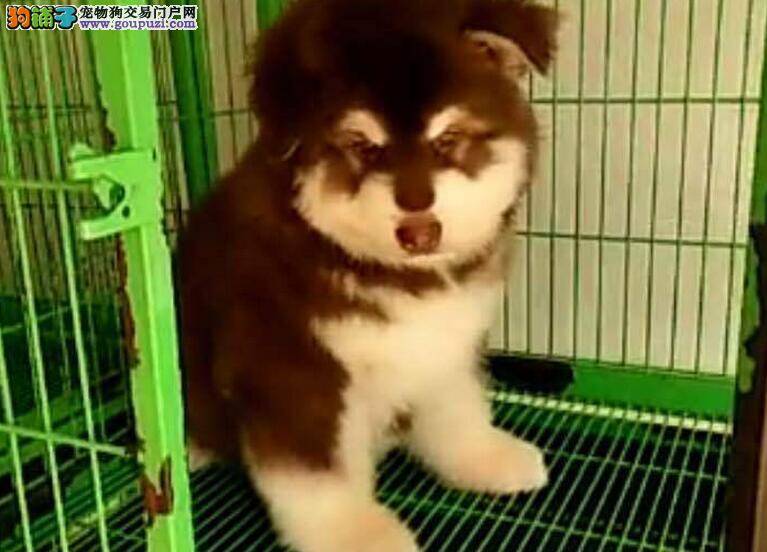 如何挑选健康的阿拉斯加雪橇犬