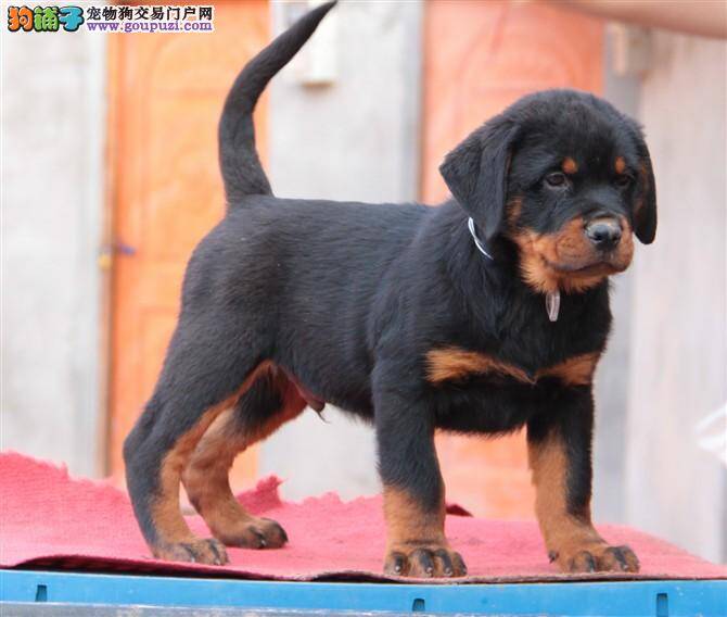 罗威纳犬早晨呕吐带泡的黄水是怎么回事