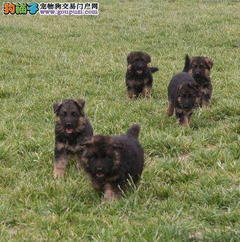 如何饲养德国牧羊犬幼犬