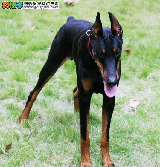 如何打造杜宾犬的魔鬼身材